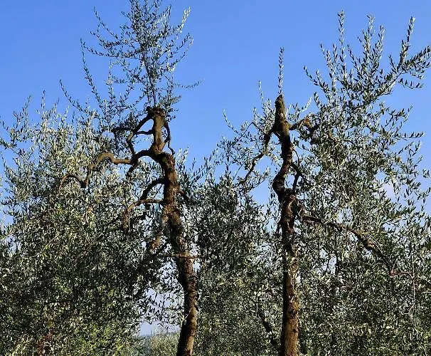 Il Pino - Querce Apartment *